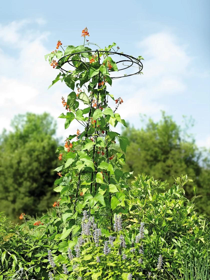 Essex Tuteur, 78" - Image 4