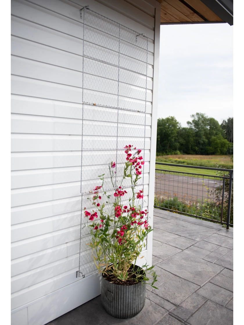 Chicken Wire Wall Trellis - Image 6