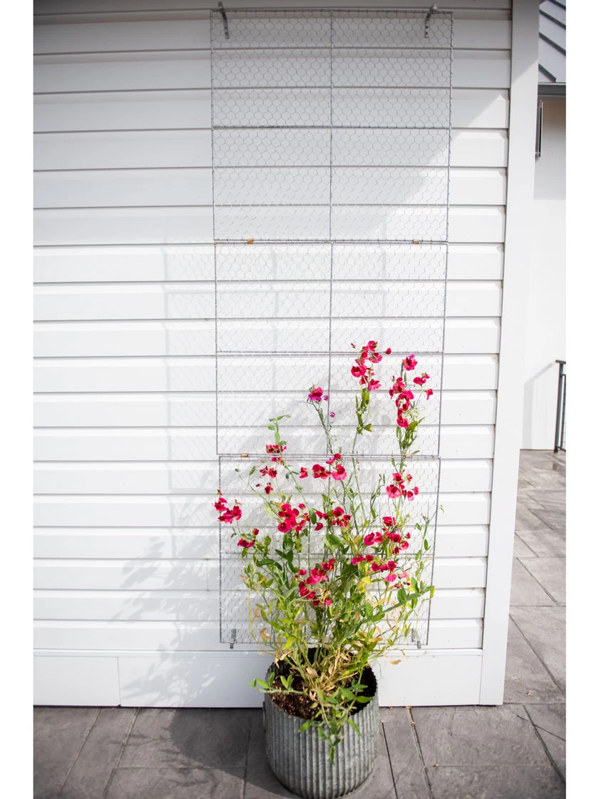 Chicken Wire Wall Trellis - Image 3