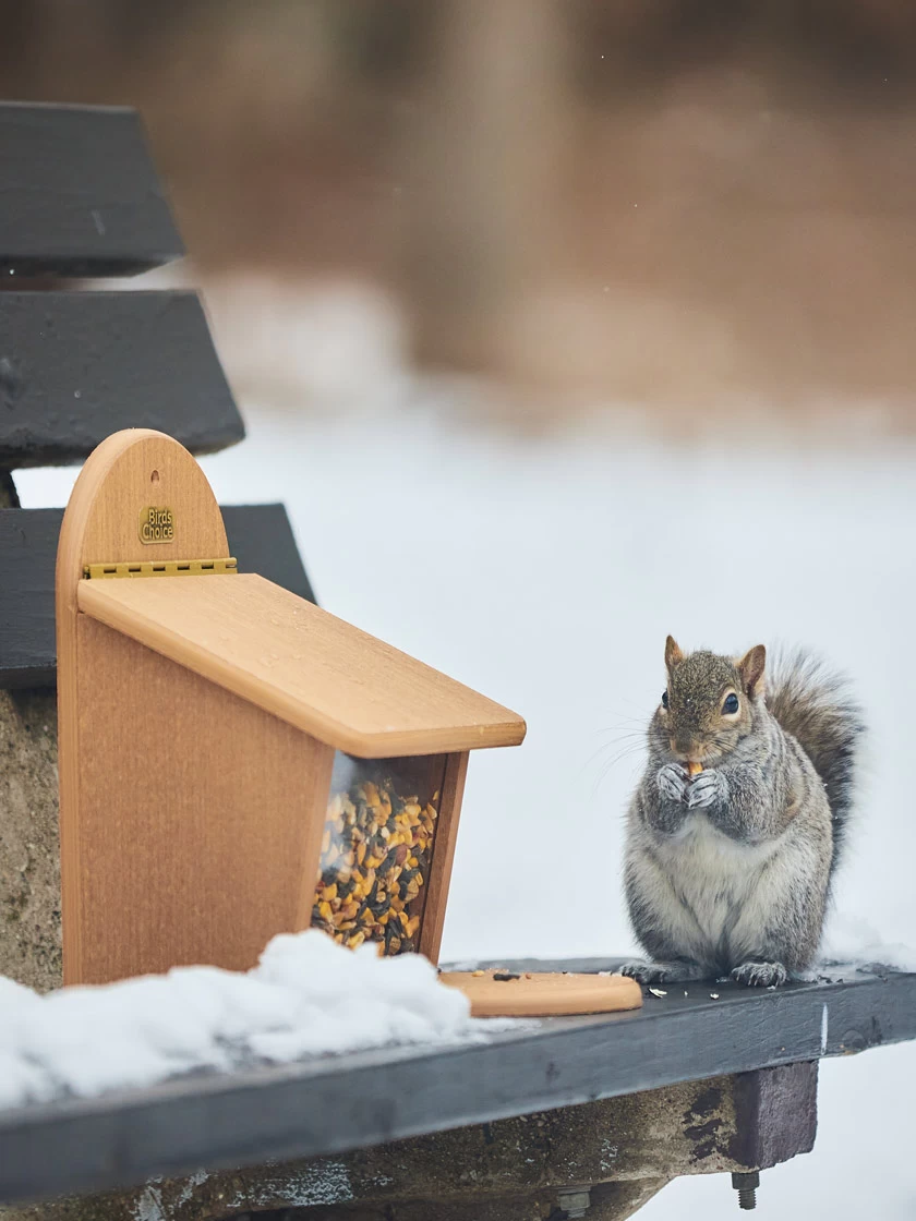 Spruce Creek Squirrel Munch Box - Image 2