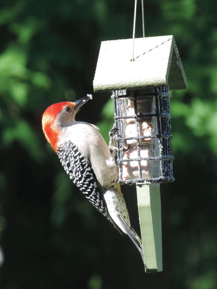 Birds Choice™ Tail Prop Feeder - Image 3